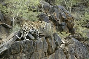 Images Dated 30th December 2003: leopard, Namibia