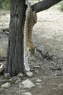 Images Dated 30th December 2003: leopard Namibia