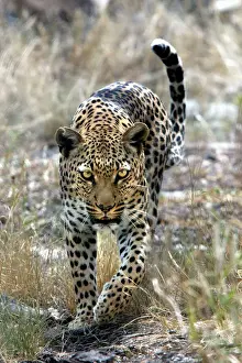 Leopard Print, Namibia