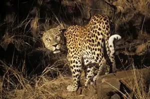 African Leopard Images Prints: Leopard Namibia, Africa