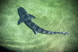 Shark Conservation Images Prints: Leopard Shark