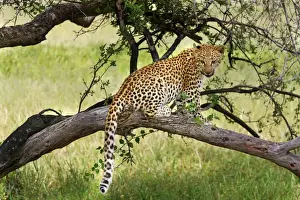 Leopard Print in Tree, Africa