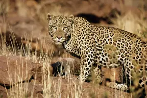 Leopard Namibia Prints: Leopards - Namibia