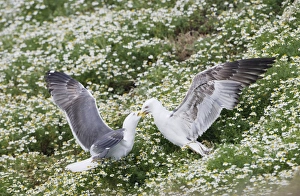 Lesser Black Backed Gull - adult feeding youngster Lesser Black Backed Gull - adult feeding youngster