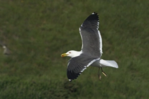 Lesser Black-backed Gull - In flight Lesser Black-backed Gull - In flight