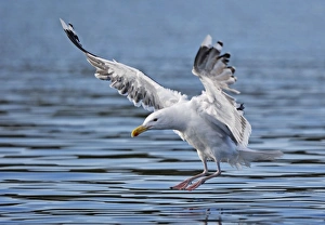 Lesser Black-backed Gull - in flight - landing on water Lesser Black-backed Gull - in flight - landing on water