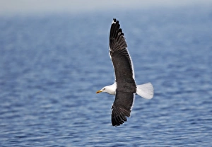 Lesser Black-backed Gull - in flight above water Lesser Black-backed Gull - in flight above water