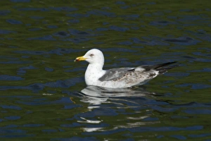 Lesser Black-backed Gull, immature Lesser Black-backed Gull, immature