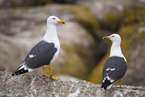 Lesser Black Backed Gull - on a rock Lesser Black Backed Gull - on a rock