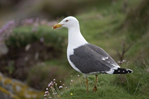 Lesser Black Backed Gull - amongst thrift Lesser Black Backed Gull - amongst thrift