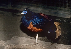 Lesser Bornean Crested Fireback Pheasant - male Lesser Bornean Crested Fireback Pheasant - male
