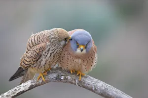 Lesser Kestrel - Female preening male Lesser Kestrel - Female preening male