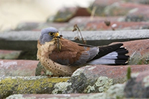 Lesser Kestrel - male with mole-cricket in beak Lesser Kestrel - male with mole-cricket in beak