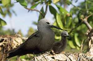 Lesser Noddy Tern - with young Lesser Noddy Tern - with young