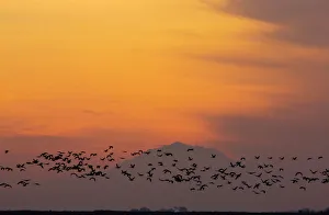 Lesser Sandhill Cranes - in flight - to roost at sunset - with Mount Diablo beyond Lesser Sandhill Cranes - in flight - to roost at sunset - with Mount Diablo beyond