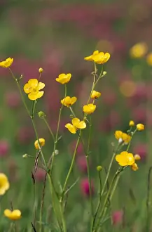 Wildlife Photography In The UK Prints: Lesser Spearwort