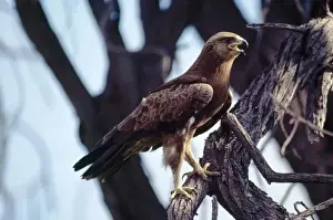 Personal Use Only Prints: Lesser Spotted Eagle