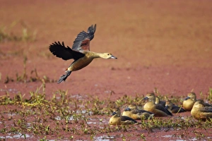 Lesser Whistling Duck - coming in to land on marshland Lesser Whistling Duck - coming in to land on marshland