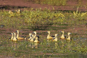 Lesser Whistling Duck - in water on marshland Lesser Whistling Duck - in water on marshland