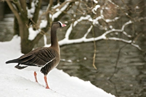Lesser White-fronted Goose - Captive Lesser White-fronted Goose - Captive