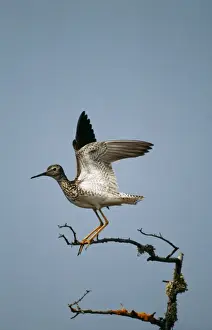 Wildlife Photography Prints Online Prints: Lesser Yellowlegs