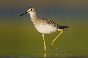 Lesser Yellowlegs - at Jamaica Bay Refuge in Queens NY Lesser Yellowlegs - at Jamaica Bay Refuge in Queens NY