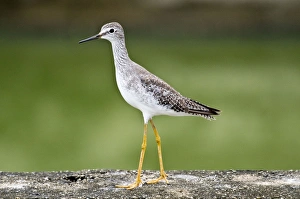 Lesser Yellowlegs - on stone surface - water treatment plant Lesser Yellowlegs - on stone surface - water treatment plant