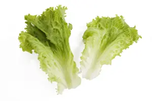 Lettuce Photography Prints: Lettuce - in studio