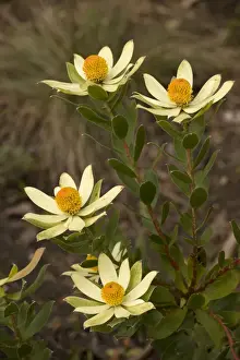 Rare Flower Prints Online Prints: Leucospermum sp