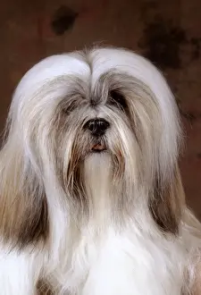 Personalized Pet Photo Gifts Prints: Lhasa Apso Dog