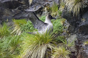 Light-Mantled Sooty Albatross - Stretching on nest Light-Mantled Sooty Albatross - Stretching on nest