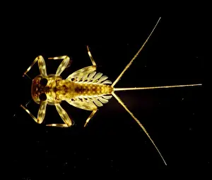 Flattened Mayfly Nymph Light Micrograph Print