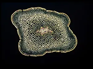 Light Micrograph Prints: Light Micrograph (LM): A transverse section of a stem of Whisk Fern (Psilotum nudum); Magnification x18 (on 10)
