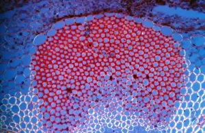 Light Micrograph Print: Sclerenchyma Tissue in Helianthus Stem