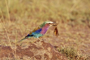 Lilac-breasted Roller Bird - locust in beak Lilac-breasted Roller Bird - locust in beak