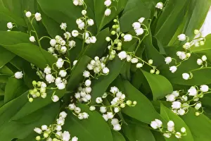 Images Dated 2004: Convallaria majalis Print