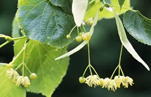 Flowering Trees Europe Prints: Lime Tree - blooming
