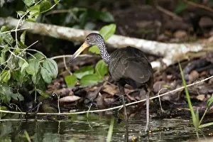 Limpkin Bird Prints: limpkin