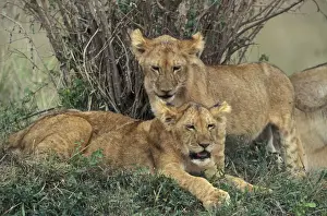 Jean Michel Labat Photos Prints: Lion - two cubs