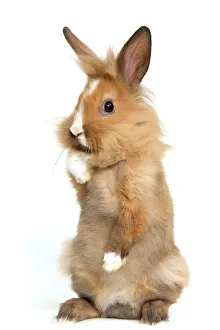 Lion-headed Dwarf Rabbit - on hind legs Lion-headed Dwarf Rabbit - on hind legs