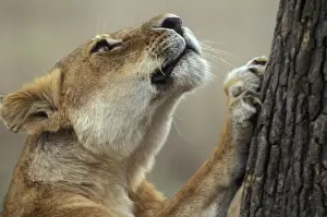 Jean Michel Labat Images Prints: Lion - looking up tree