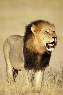 Lion - Male standing in grass Lion - Male standing in grass