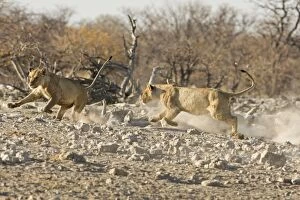Images Dated 25th April 2000: Lion Playfully chasing each other Etosha National Park, Namibia, Africa