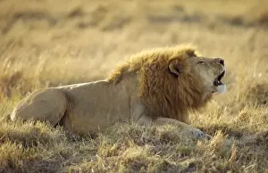 Lion Roaring Prints: Lion - roaring
