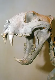 Lion Skull Anatomy Prints: Lion Skull