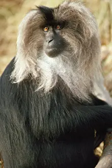Lion Tailed Macaque Prints: Lion-tailed Macaque