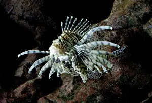 Lionfish Print LA-2367, Pterois radiata