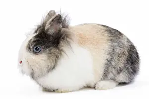 Images Dated 2009 October: Lionhead Dwarf Rabbit Print LA-7801