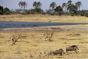 Panthera Leo Pictures Prints: Lions Chasing warthogs by lagoon, Moremi