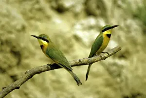 Little Bee-eater Print PS-5308